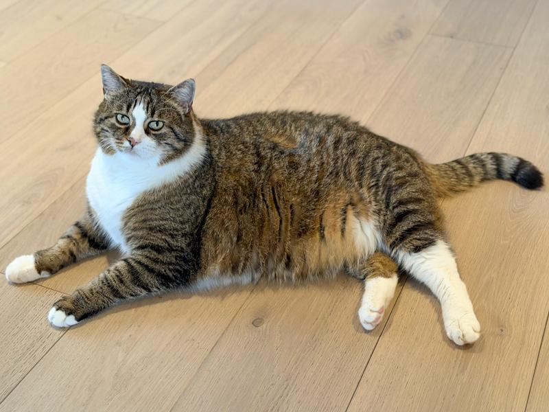 Chat en surpoids